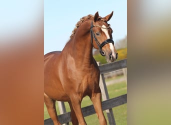 Galés-PB, Caballo castrado, 3 años, 147 cm, Alazán-tostado