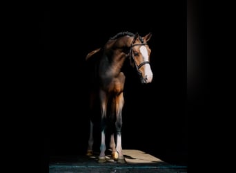 Galés-PB, Caballo castrado, 3 años, 150 cm, Castaño oscuro