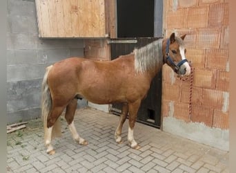 Galés-PB, Caballo castrado, 4 años, 121 cm, Alazán