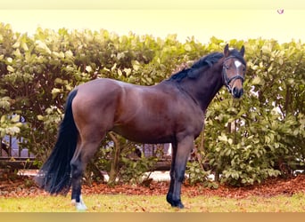 Galés-PB, Caballo castrado, 4 años, 148 cm, Castaño oscuro