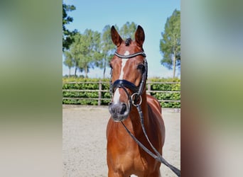 Galés-PB, Caballo castrado, 4 años, 154 cm, Castaño