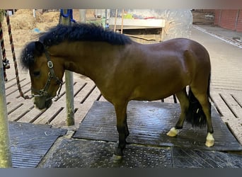 Galés-PB, Caballo castrado, 5 años, 100 cm, Castaño oscuro