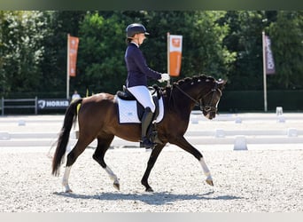 Galés-PB, Caballo castrado, 5 años, 136 cm, Morcillo