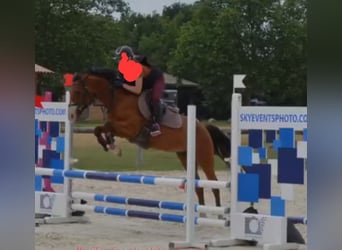 Galés-PB, Caballo castrado, 5 años, 147 cm, Castaño
