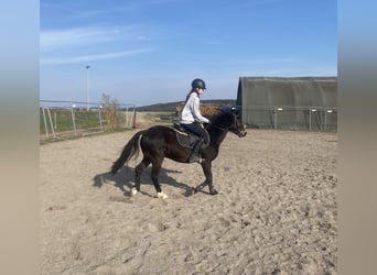 Galés-PB, Caballo castrado, 6 años, 137 cm, Castaño oscuro