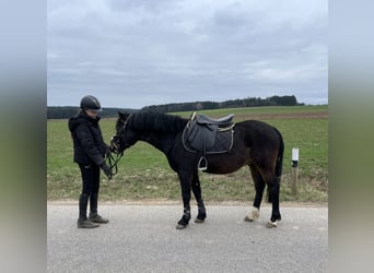 Galés-PB, Caballo castrado, 6 años, 137 cm, Castaño oscuro