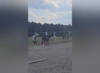 Galés-PB, Caballo castrado, 6 años, 137 cm, Castaño oscuro