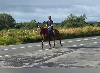 Galés-PB, Caballo castrado, 6 años, 146 cm, Alazán-tostado