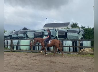 Galés-PB, Caballo castrado, 6 años, 146 cm, Alazán-tostado