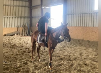 Galés-PB, Caballo castrado, 6 años, 146 cm, Alazán-tostado