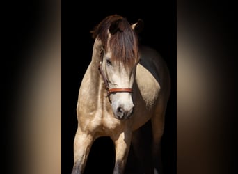 Galés-PB, Caballo castrado, 6 años, 158 cm, Bayo