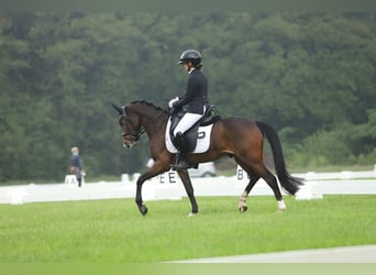 Galés-PB, Caballo castrado, 7 años, 145 cm, Castaño