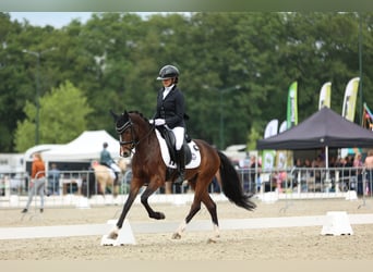 Galés-PB, Caballo castrado, 7 años, 145 cm, Castaño