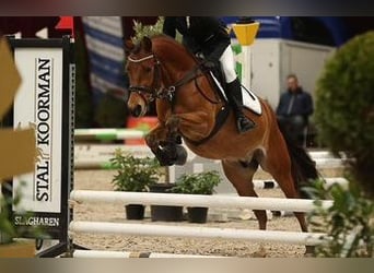 Galés-PB, Caballo castrado, 7 años, 146 cm, Castaño