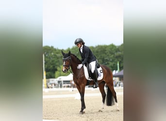 Galés-PB, Caballo castrado, 7 años, 146 cm, Castaño