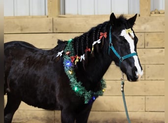 Galés-PB Mestizo, Caballo castrado, 8 años, 137 cm, Negro