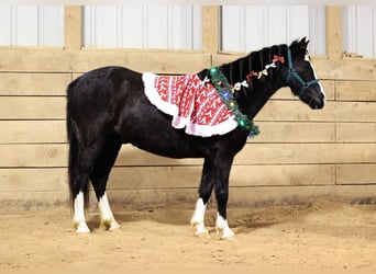 Galés-PB Mestizo, Caballo castrado, 8 años, 137 cm, Negro