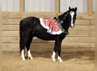 Galés-PB Mestizo, Caballo castrado, 8 años, 137 cm, Negro