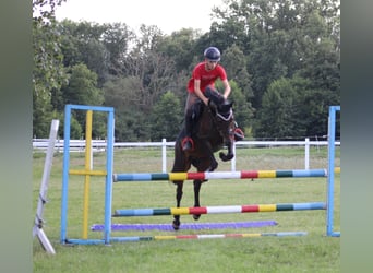 Galés-PB, Caballo castrado, 8 años, 142 cm, Castaño oscuro