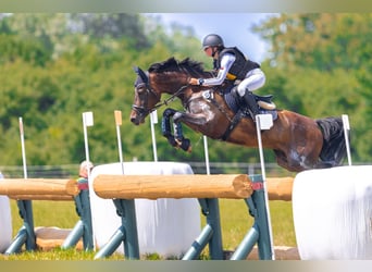 Galés-PB, Caballo castrado, 8 años, 157 cm