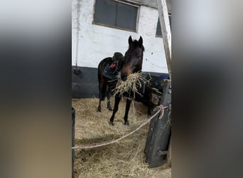 Galés-PB, Caballo castrado, 9 años, 142 cm, Castaño oscuro