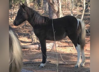 Galés-PB Mestizo, Semental, 1 año, 89 cm, Castaño oscuro