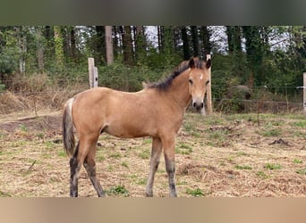 Galés-PB, Semental, 1 año, Bayo