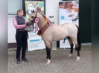 Galés-PB, Semental, 2 años, 127 cm, Buckskin/Bayo