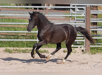 Galés-PB, Semental, 2 años, 135 cm, Negro