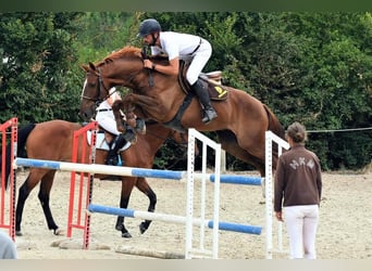 Galés-PB, Semental, 3 años, 139 cm, Castaño