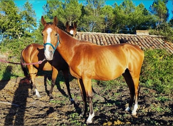 Galés-PB, Semental, 3 años, 139 cm, Castaño