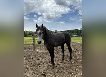 Galés-PB Mestizo, Semental, 3 años, 162 cm, Tordillo negro