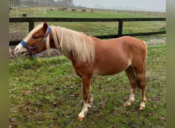 Galés-PB, Semental, 5 años, 122 cm, Alazán