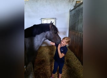 Galés-PB, Semental, 12 años, 128 cm, Negro