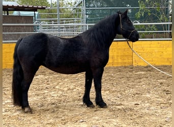 Galés-PB Mestizo, Yegua, 12 años, 130 cm, Negro
