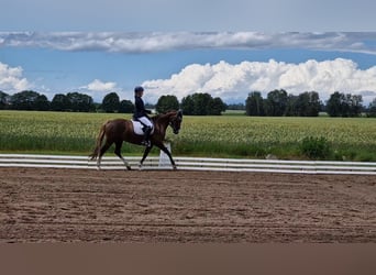 Galés-PB, Yegua, 13 años, 145 cm, Alazán-tostado