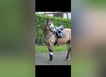 Galés-PB, Yegua, 13 años, 151 cm, Buckskin/Bayo