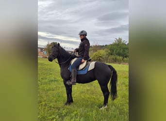 Galés-PB Mestizo, Yegua, 14 años, 147 cm, Negro