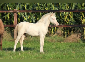 Galés-PB, Yegua, 2 años, 125 cm, Cremello