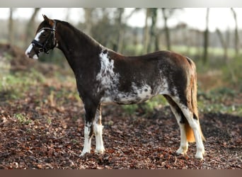 Galés-PB, Yegua, 2 años, 126 cm, Sabino