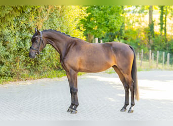 Galés-PB, Yegua, 3 años, 143 cm, Castaño oscuro