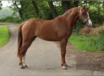Galés-PB, Yegua, 3 años, 146 cm, Alazán