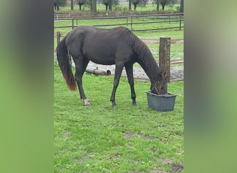 Galés-PB, Yegua, 3 años, 146 cm, Negro