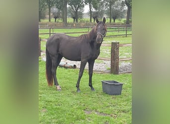 Galés-PB, Yegua, 3 años, 146 cm, Negro