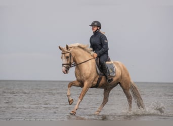 Galés-PB, Yegua, 4 años, 145 cm, Palomino