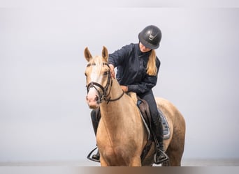 Galés-PB, Yegua, 4 años, 145 cm, Palomino