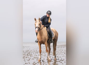 Galés-PB, Yegua, 4 años, 145 cm, Palomino