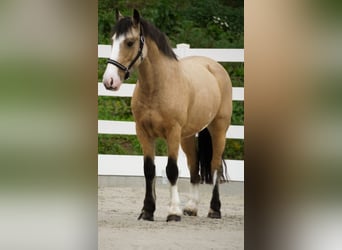 Galés-PB Mestizo, Yegua, 4 años, 146 cm, Buckskin/Bayo