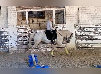 Galés-PB, Yegua, 4 años, 148 cm, Palomino