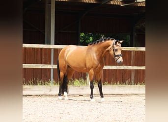 Galés-PB, Yegua, 5 años, 137 cm, Buckskin/Bayo